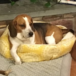 Fundraising Page: James Tischler